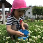 シロツメクサ集めてきました！🌼～仙台市太白区りっきーぱーく保育園長町～