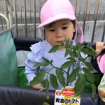 野菜の苗を買いに行ってきました🍅🍆仙台市太白区～りっきーぱーく保育園あすと長町～